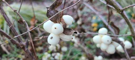 Snowberry on branch