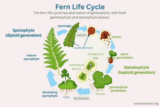 fern life cycle 1024x683