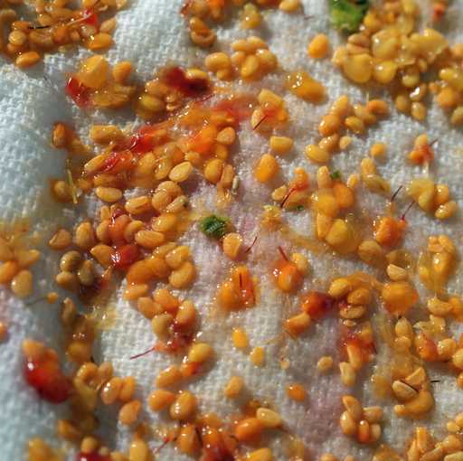 Salmonberry seeds drying on towel