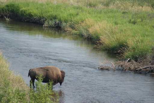 Bison in River