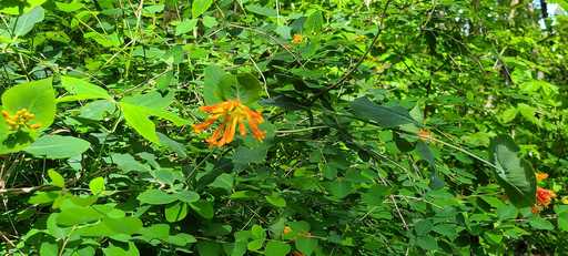 Orange Honeysuckle Growing in Snowberry