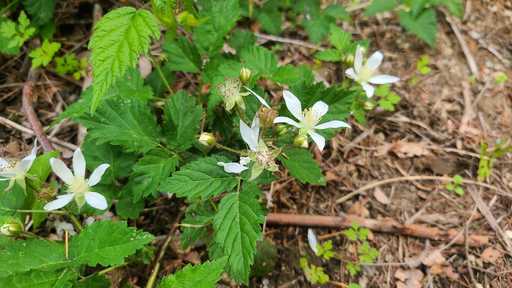 Blackberry Flower