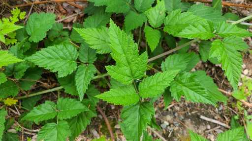 Blackberry Vine