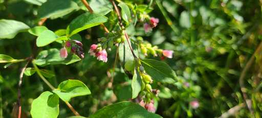 Snowberry Shrub