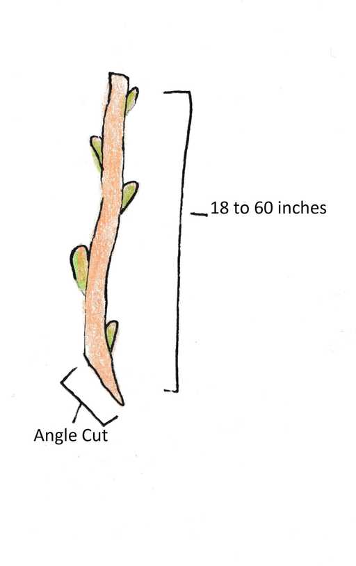 Diagram of Live stake showing nodes and angle cut