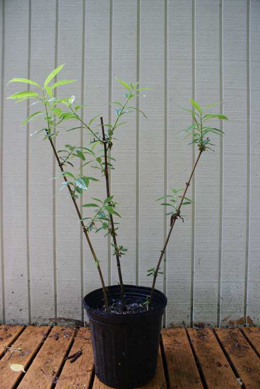 Live Stakes Stored in Pot of Soil