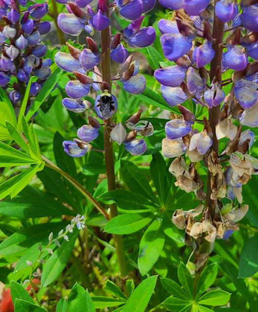 Native Plant Spotlight - Bigleaf Lupine (Lupinus Polyphyllus) | Flora ...