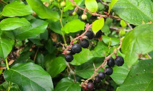 Salal on branch