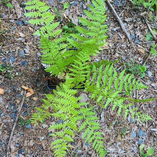 Lady Fern