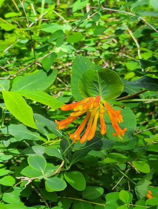 Honeysuckle flower