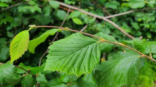 Soft Leaves