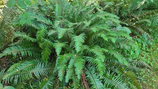 Sword Fern